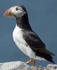 Yellow Bird With Red Cheeks Puffin An Unmistakable Bird With Its Black Back And White Underparts And Distinctive Black Head With Large Pale Cheeks And Sea Birds Big Bird British Wildlife