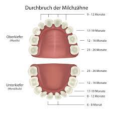 Wann und in welcher reihenfolge fallen die milchzähne aus? Wann Kommt Welcher Zahn