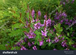 Image result for Hionanthera