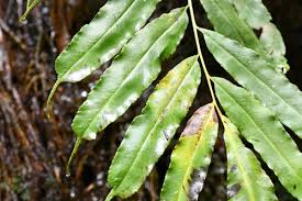 Image result for Coniogramme africana