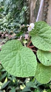 Image result for Hermannia parvula