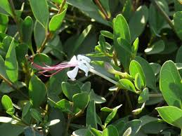 Image result for Volkameria