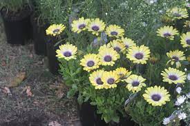 Osteospermum Blue Eyed Beauty Plants Garden Photos Horticulture