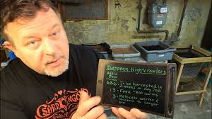 They are tolerant of a wide range of temperatures and weather conditions. 13 Day Old European Nightcrawler System Is Generously Fed Worm Farm Vermicomposting Youtube