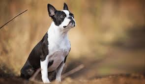Cats and dogs aren't the only loving creatures you'll find for adoption at petsmart charities adoption centers and events. Boston Terrier Rescue Canada Providing Safe Temporary Refuge Leading To A Loving Permanent Home For Boston Terriers Through Rescue Education Advocacy And Compassion