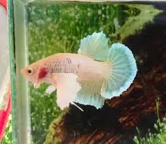 308 Thai Import Yellow Butterfly Male Dumbo Big Ear Halfmoon Plakat Betta Fish Betta Fish Yellow Butterfly Betta