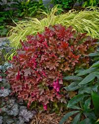 Planting Coral Bells How To Grow And Care For These Colorful Perennials Hgtv Elle est originaire d' nom botanique: planting coral bells how to grow and