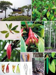 Image result for Bruguiera