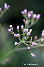 Image result for Vernonia cinerea