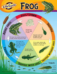 Amazon Com Chart Life Cycle Of A Frog Kitchen Dining