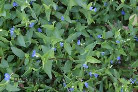 Image result for Commelina diffusa