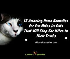 Mix one part of vinegar with an equal part of water. 12 Amazing Home Remedies For Ear Mites In Cats That Will Stop Ear Mites In Their Tracks Ehome Remedies Ear Mites Cat Ear Mites Cat Remedies