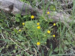(loboda), centaureacyanus (albastrita), chenopodium spp(spanac salbatic), cirsium arvense , rumex acetosa (macris), sinapis arvensis (mustar salbatic), stellaria media (rocoina). Macris Armeria