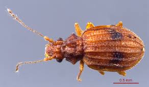 Image result for Dichilus bainesii