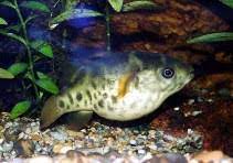 Tetraodon fluviatilis, arothron dorsovittatus, chelonodon fluviatilis, dichotomycterus rangoonensis, dichotomycterus rangoonensis dorsovittatus. Dichotomyctere Fluviatilis Green Pufferfish Aquarium