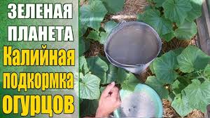 секрет раскрыт лучшее удобрение всех времен чай из травы Kalijnaya Podkormka Ogurcov Kogda I Zachem Delat Teplichnoe Sadovodstvo Sadovodstvo Ogorodnichestvo