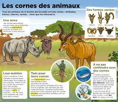 Epingle Par Joshkilby Sur Culture Generale Animaux Histoire Universelle Sciences Naturelles