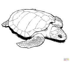 Nesting Kemp S Ridley Sea Turtle Coloring Page Free Printable Coloring Pages Turtle Coloring Pages Animal Coloring Pages Dolphin Coloring Pages