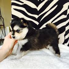 Common kitchen bugs & insects. 19 Unusual Crossbreed Dogs That Prove Mutts Are The Ultimate Cute