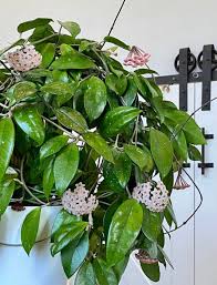 Image result for hoya plant flower