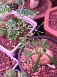 Image result for Adenia stenodactyla