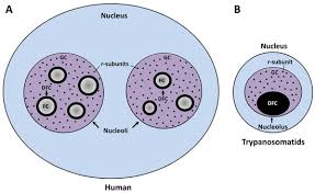 Nucleolus animal cell definitionshow all. Cells Free Full Text Nucleolar Structure And Function In Trypanosomatid Protozoa Html