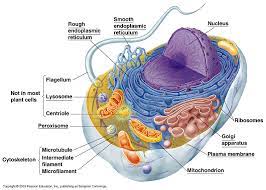Animal cell anatomy and physiology. Schematic Of A Cell And Its Components Cells Are Highly Complex Download Scientific Diagram