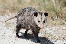 45 Interesting Facts About Opossums