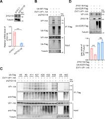 Image result for svrab na k%u016F%u017Ei