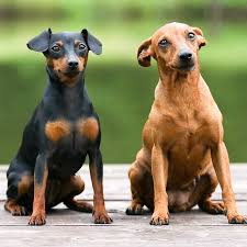 There is also now 1 female available. Miniature Pinscher Puppies For Sale Available In Phoenix Tucson Az
