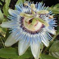 Passion Flower Blue Passiflora Caerulea 5 Flower Seeds By Seed Empire 1 10 Grows 30 In One Seaso Passion Flower Passiflora Caerulea Blue Passion Flower