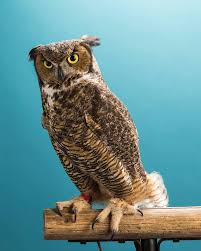 Happy Bird Day, Owls! Celebrating Stella's 10th year with Temple 🦉🎉  Stella, the great horned owl, serves as an Education Ambassador for  @elmwoodparkzoo and has been Temple University's Live Mascot since 2013!