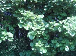 Image result for Erythrina abyssinica