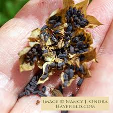 Image result for Lythrum rotundifolium