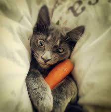 Baked green beans contain numerous healthy substitutes for cats, such as. Cats And Carrots The Kitten Opinion