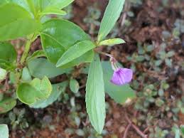 Image result for Afrohybanthus enneaspermus