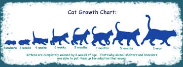 We took a look at a few charts that gave rough size estimates, and put them all together on one graph (above). How Big Will My Cat Get Chart Pflag