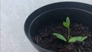 Apr 30, 2021 · now it's time to sow the olive pits. How To Grow An Olive Tree From Seed Youtube
