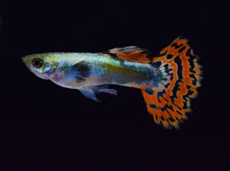 Memiliki nama latin poecilia reticulata, ikan ini mampu memikat siapa saja yang melihatnya. Jenis Ikan Guppy Paling Favorit Thegorbalsla