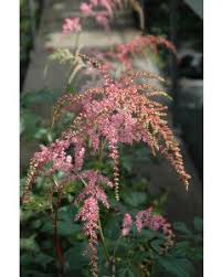 Image result for Monadenium fwambense