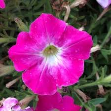 Then breeders started toward a goal of compact plants that grow lower to the ground and don't lodge open. Trial Results Penn State Flower Trials