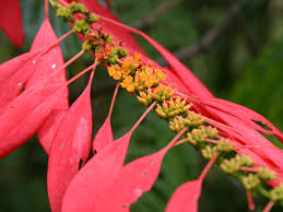 Image result for Rourea coccinea