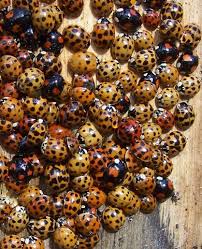 Harmonia Axyridis Coccinelle Asiatique Nuisible Coccinelle Asiatique Coccinelle Asiatique