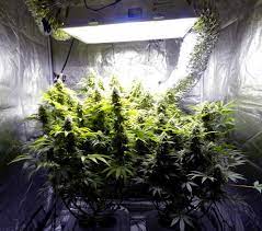 How To Grow Weed: A Step-By-Step Guide For Beginners | High Times