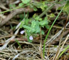 Image result for Equilabium stenophyllum