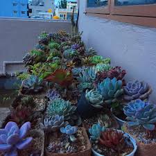 Image result for Asystasia glandulosa