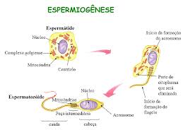 Por ello, la fase 4 de una pandemia, como lo es el coronavirus, es aquella en la que hay una segunda ola pandémica. Espermatogenese O Que E Fases E Espermatozoide Toda Materia