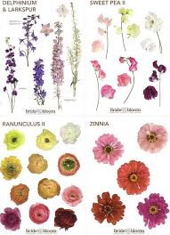 Flower Meanings Plants