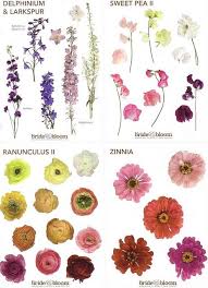 bride bloom flower chart flower identification flower