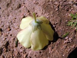 Image result for Grielum